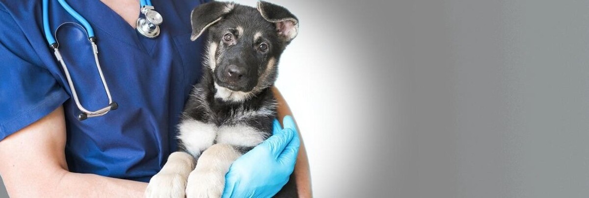 Images McKinney Animal Hospital