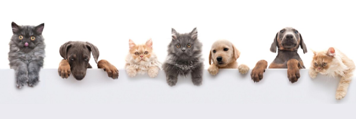 Images Monmouth Small Animal Hospital