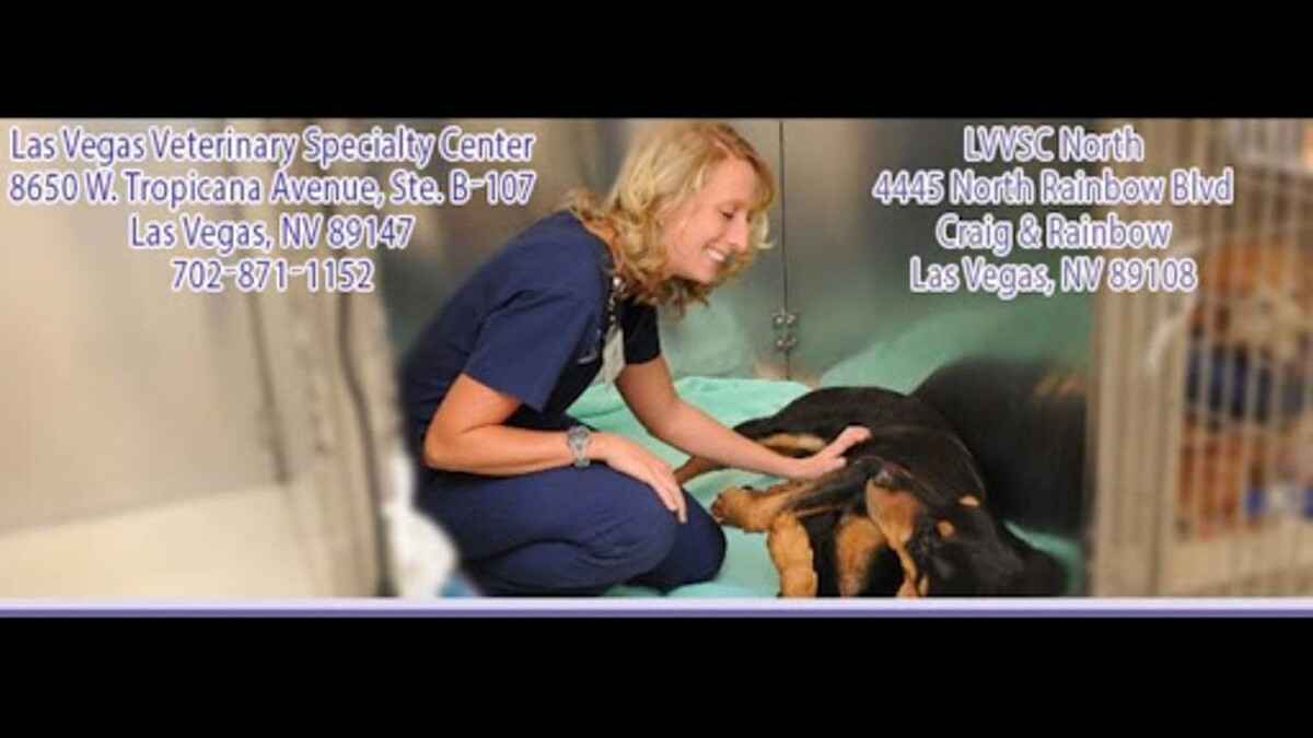 Images Las Vegas Veterinary Specialty Center