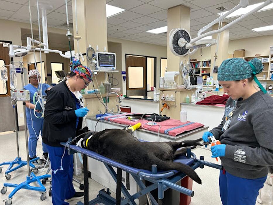 Images Las Vegas Veterinary Specialty Center