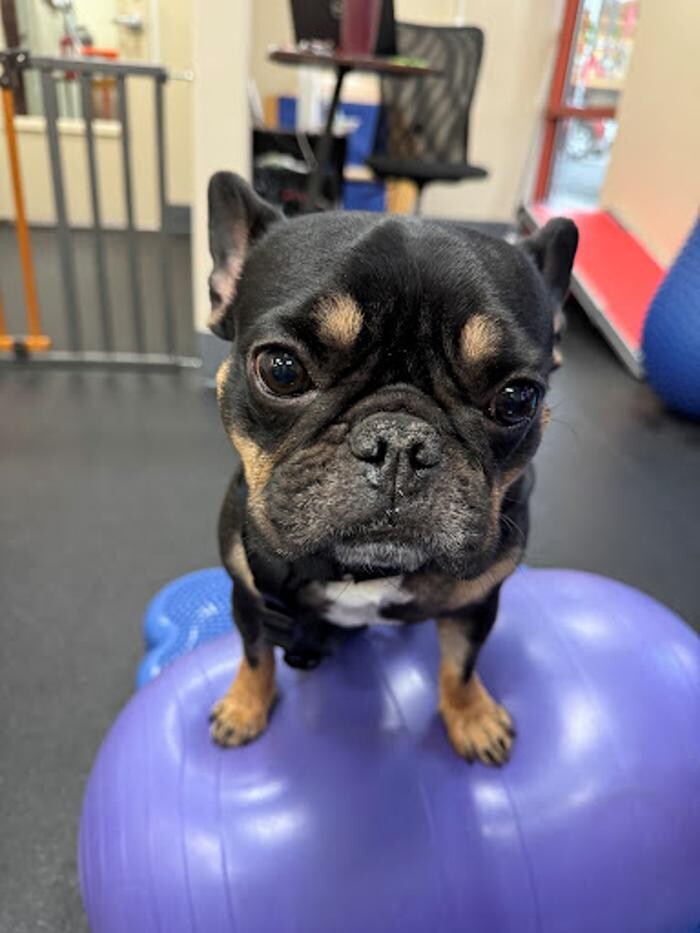 Images Las Vegas Veterinary Specialty Center