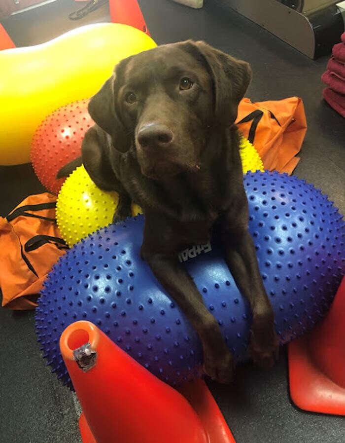 Images Las Vegas Veterinary Specialty Center