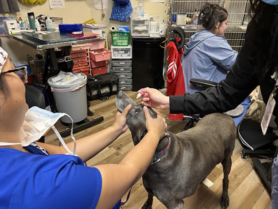 Images Las Vegas Veterinary Specialty Center