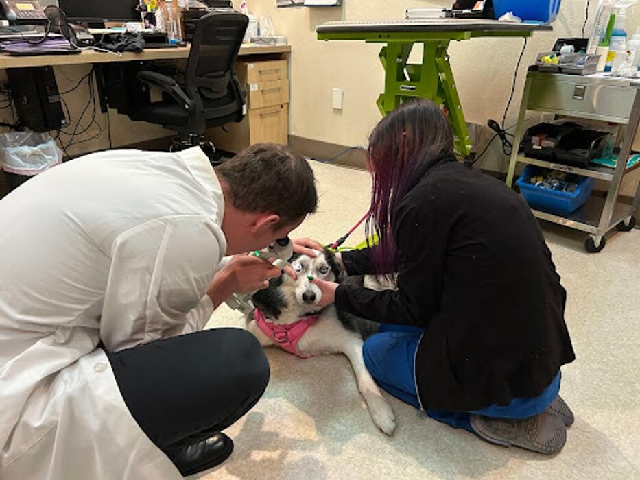 Images Las Vegas Veterinary Specialty Center