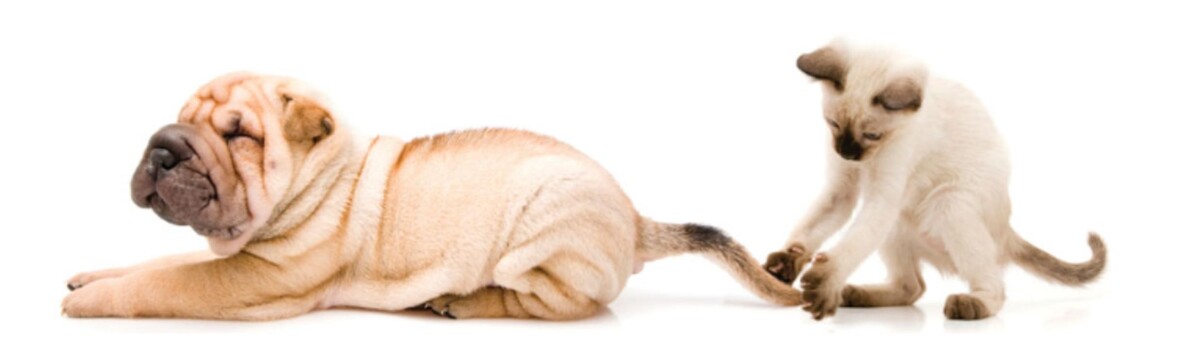 Images Leitchfield Veterinary Clinic