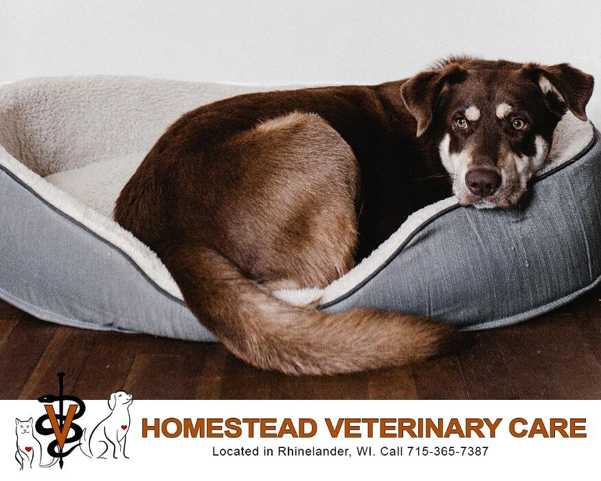 Images Homestead Veterinary Care