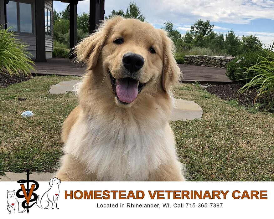 Images Homestead Veterinary Care