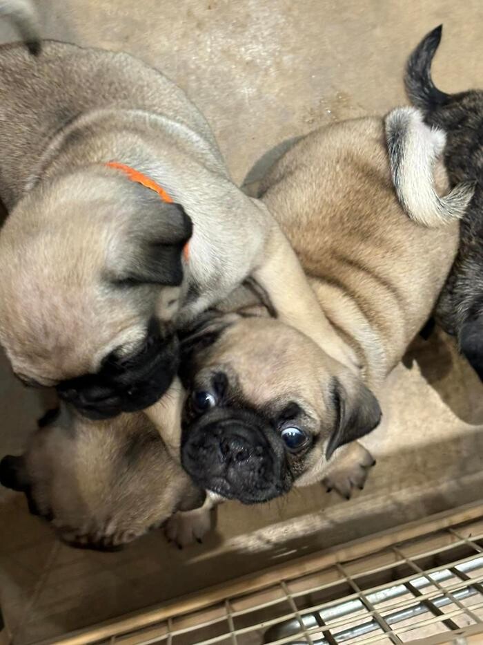 Images Homestead Veterinary Care