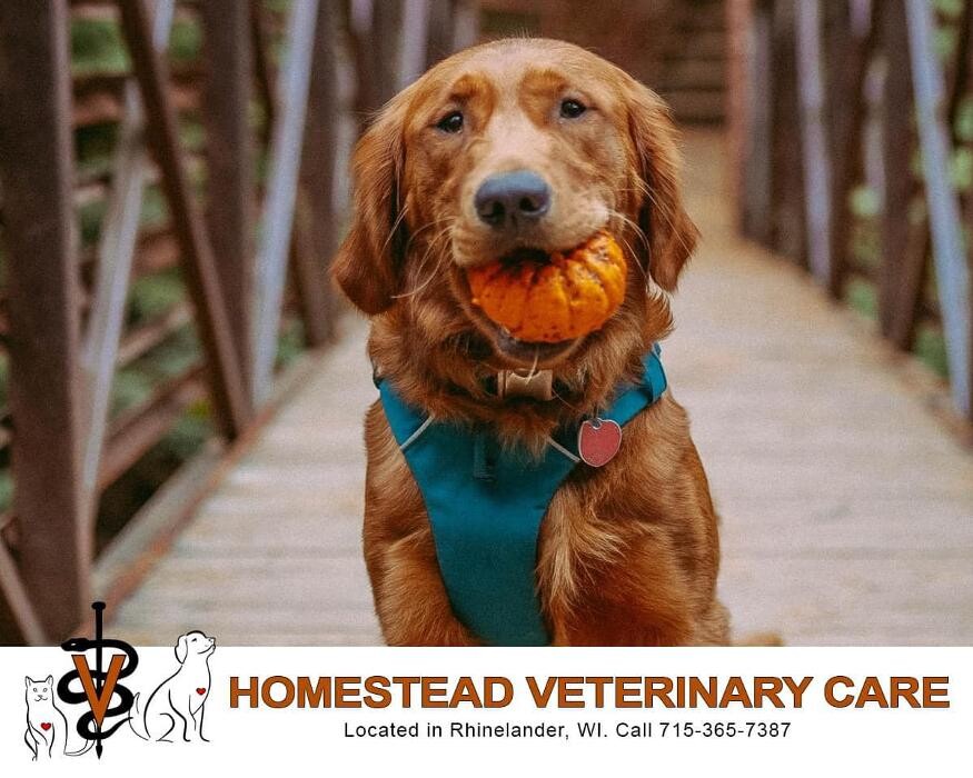 Images Homestead Veterinary Care