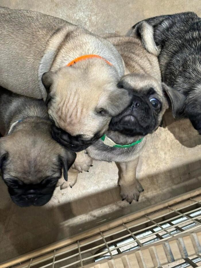 Images Homestead Veterinary Care