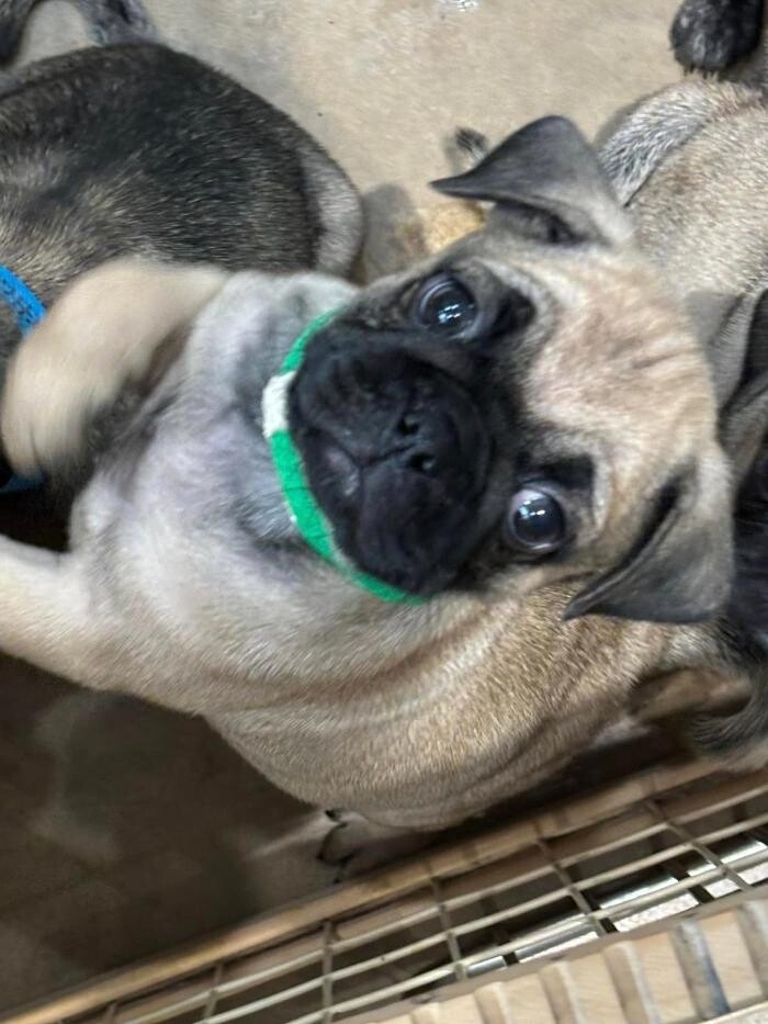 Images Homestead Veterinary Care