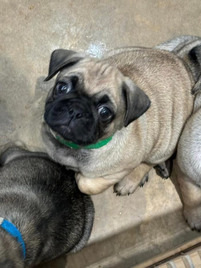 Images Homestead Veterinary Care