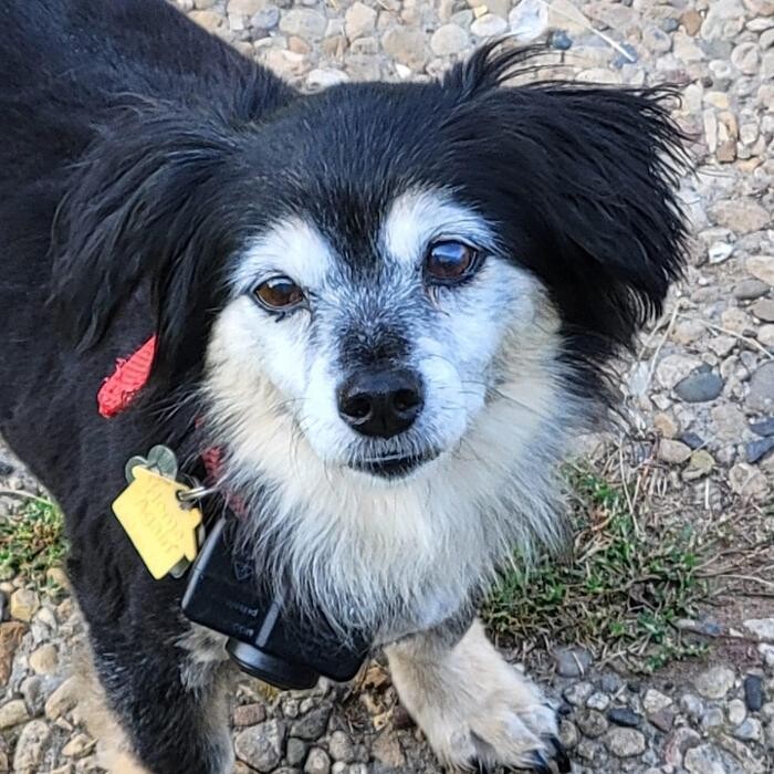 Images Homestead Veterinary Care