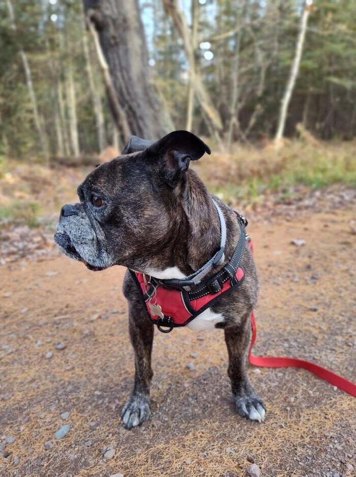 Images Homestead Veterinary Care