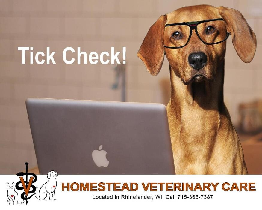Images Homestead Veterinary Care