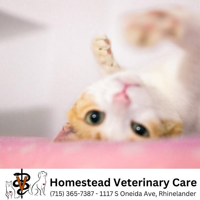 Images Homestead Veterinary Care