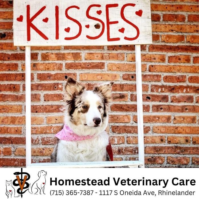Images Homestead Veterinary Care