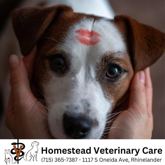 Images Homestead Veterinary Care