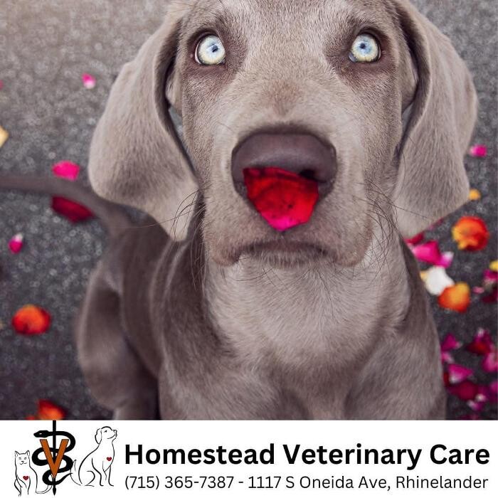 Images Homestead Veterinary Care