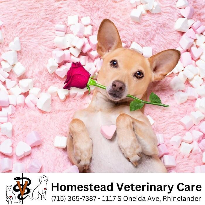 Images Homestead Veterinary Care