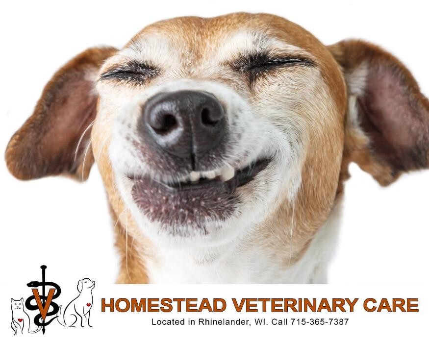 Images Homestead Veterinary Care