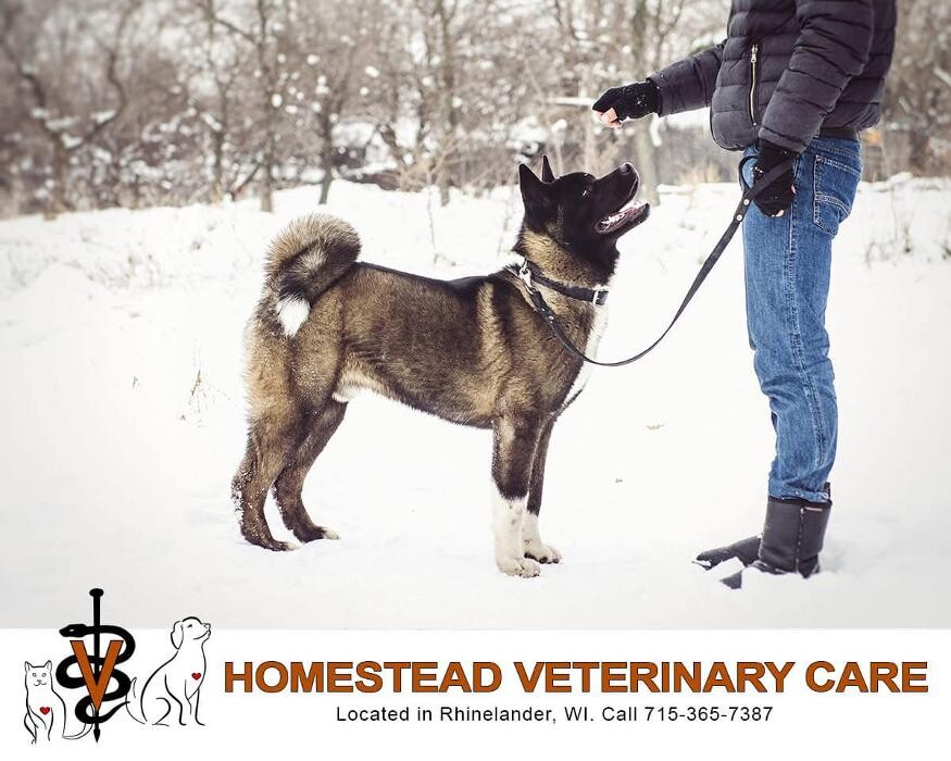 Images Homestead Veterinary Care