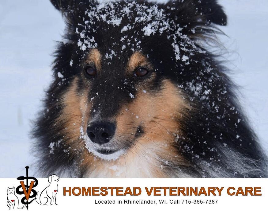 Images Homestead Veterinary Care