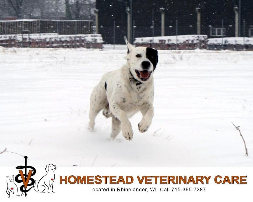 Images Homestead Veterinary Care