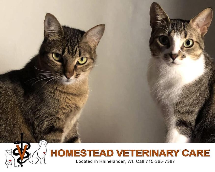 Images Homestead Veterinary Care