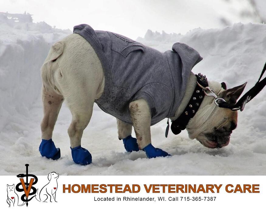 Images Homestead Veterinary Care