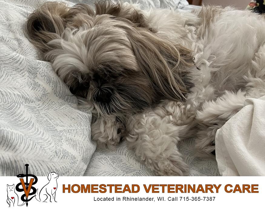 Images Homestead Veterinary Care