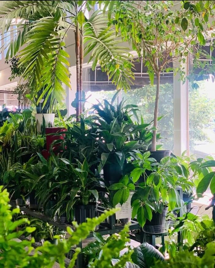 Images Vogue Flowers