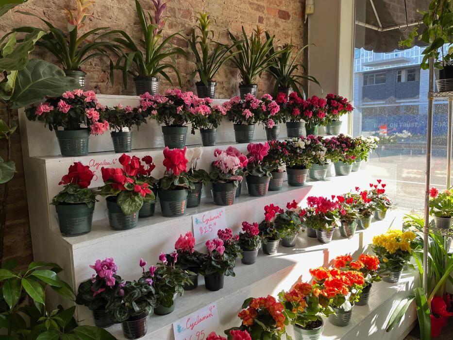 Images Vogue Flowers