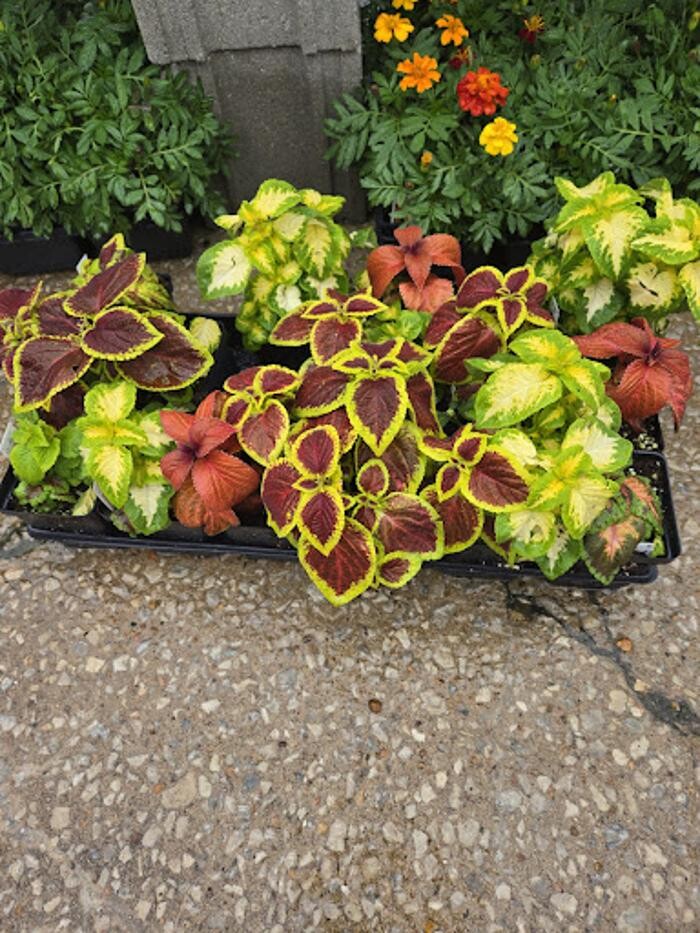 Images Heiman True Value