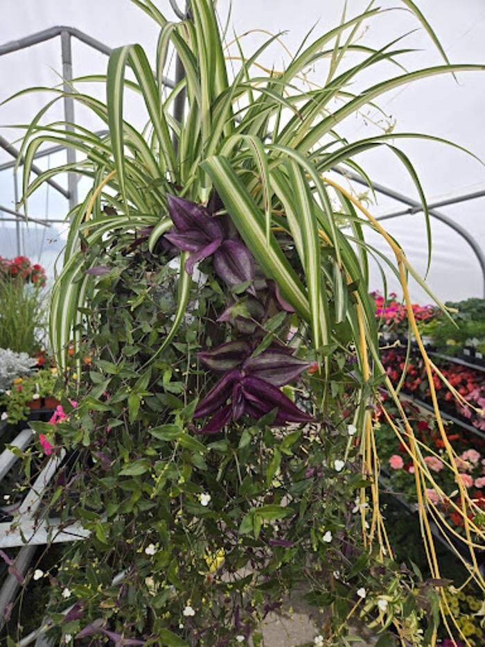 Images Heiman True Value