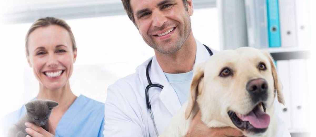 Images Susquehanna Trail Animal Hospital