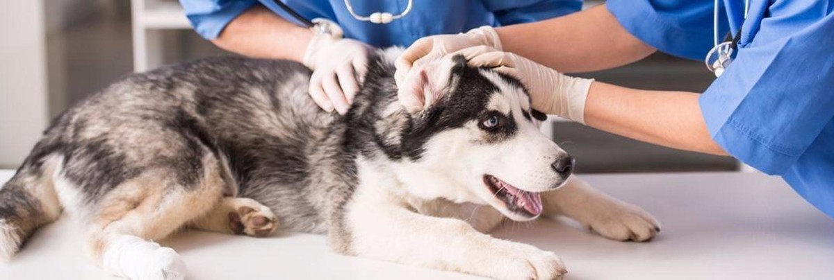 Images Susquehanna Trail Animal Hospital
