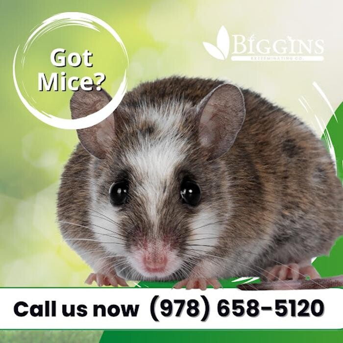 Images Biggins Exterminating