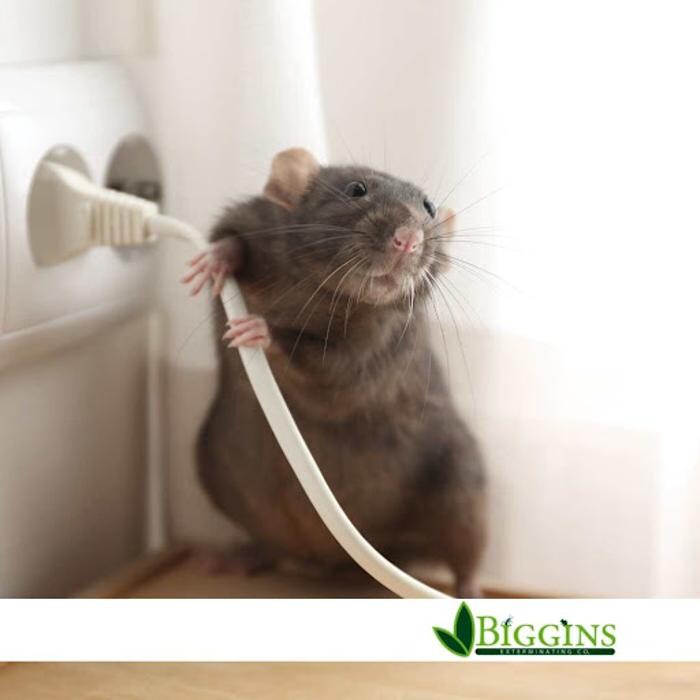 Images Biggins Exterminating