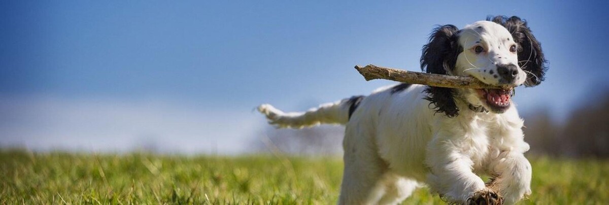 Images Central Providence Veterinary Hospital