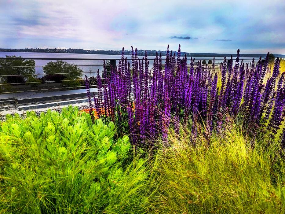 Images Uyeta Landscape, Design and Maintenance