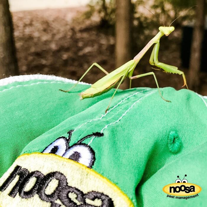 Images Noosa Pest Management LLC