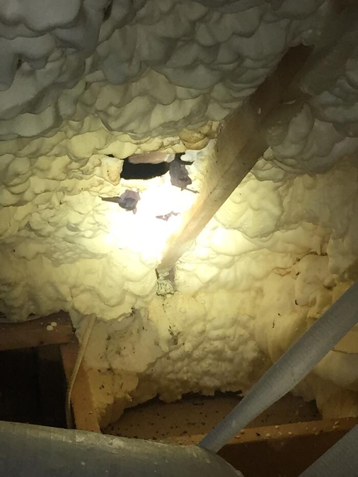 Images Noosa Pest Management LLC