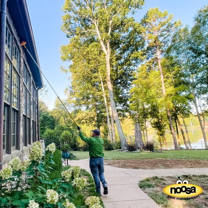 Images Noosa Pest Management LLC