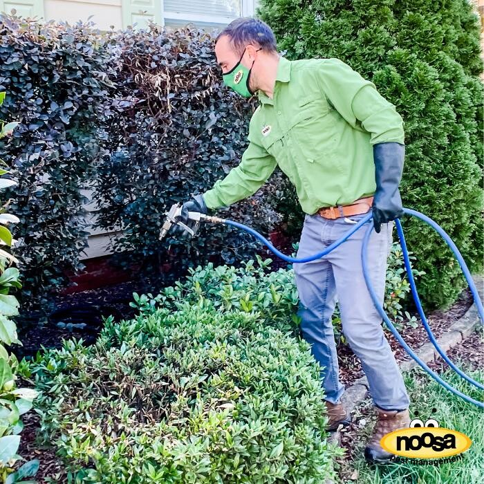 Images Noosa Pest Management LLC