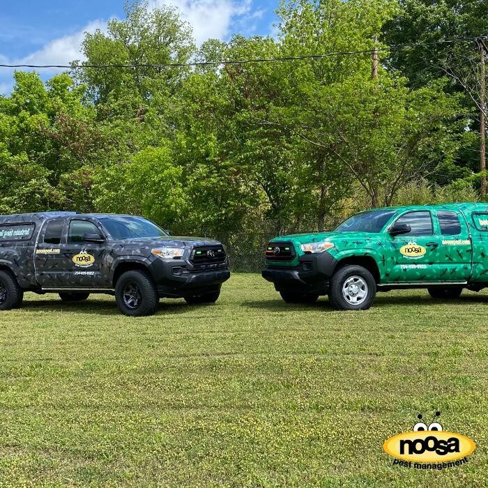 Images Noosa Pest Management LLC