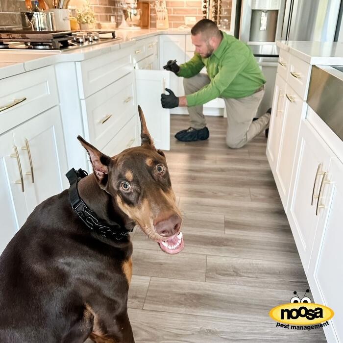 Images Noosa Pest Management LLC