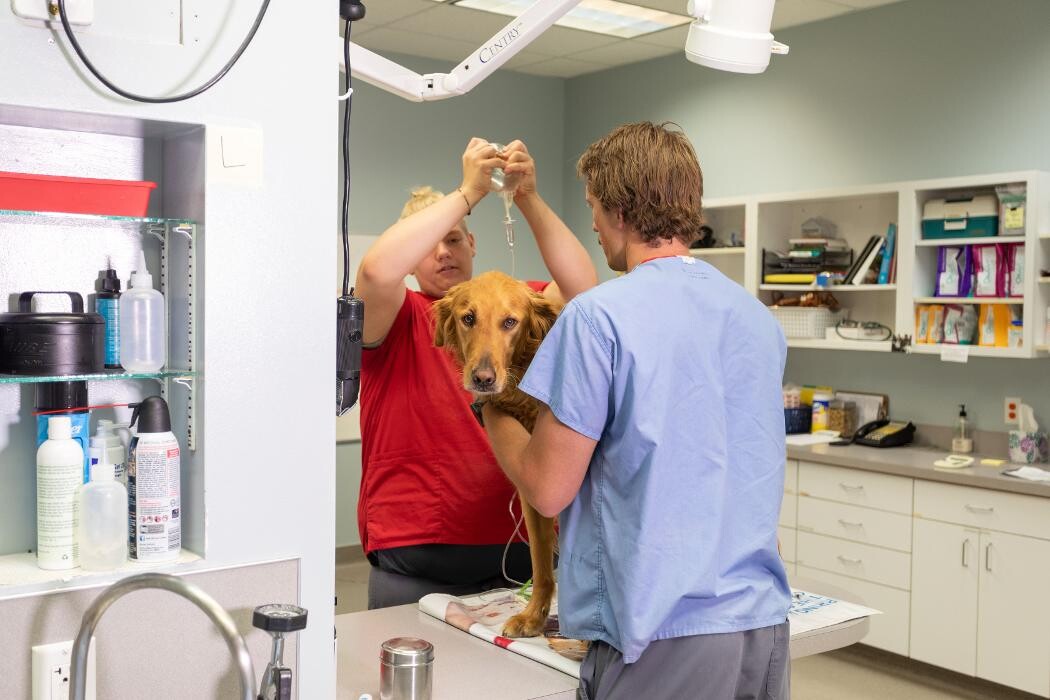 Images Gentle Doctor Animal Hospital