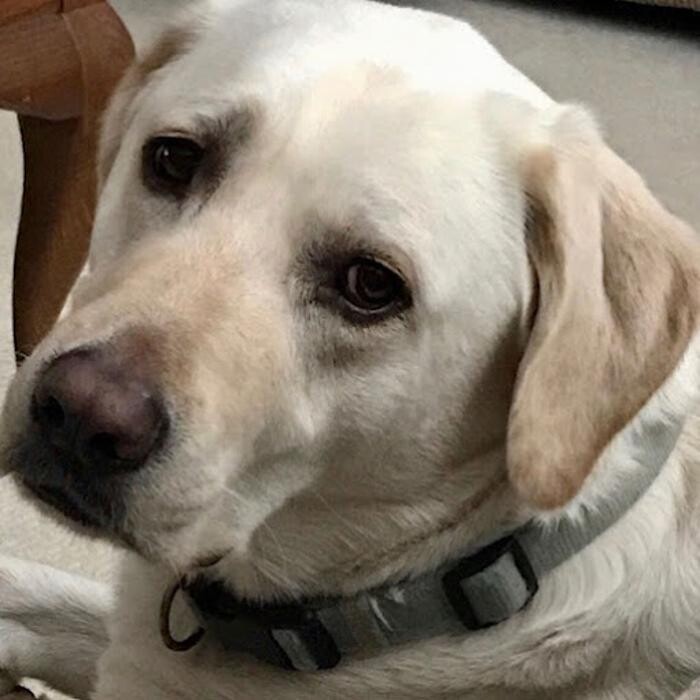 Images Lashley Animal Hospital