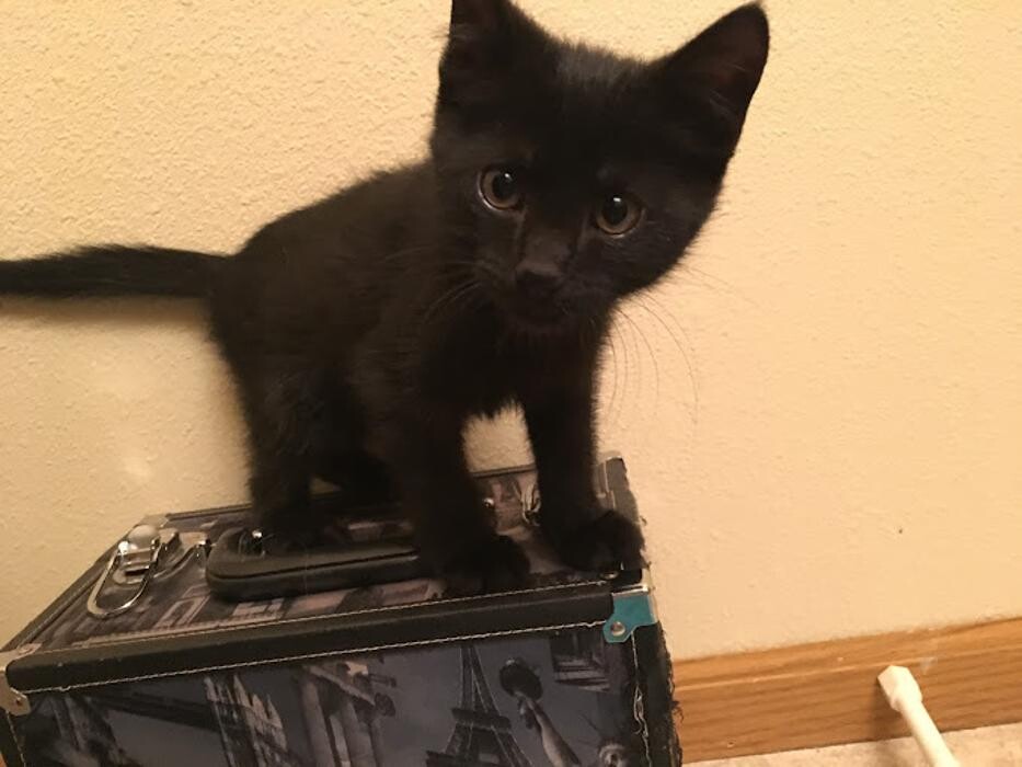 Images Lashley Animal Hospital